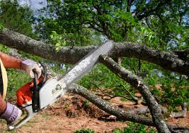 Best Root Management and Removal  in Three Oaks, MI