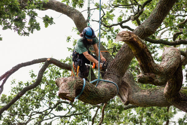 Best Tree Removal Service  in Three Oaks, MI