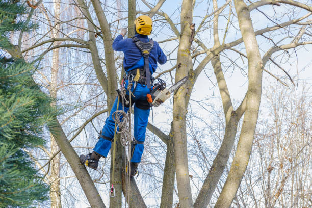 Best Stump Grinding and Removal  in Three Oaks, MI