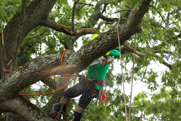 How Our Tree Care Process Works  in  Three Oaks, MI